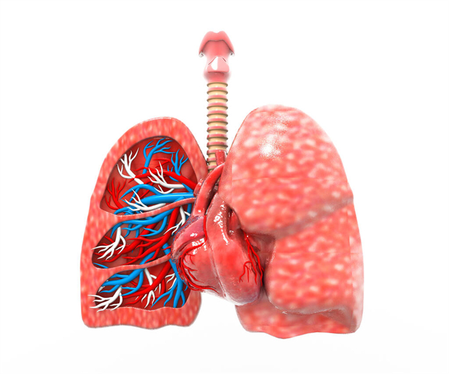 肺部 (1).jpg