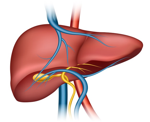 human-liver-structure-organ-human-medical-science-health-internal_1284-42361.jpg
