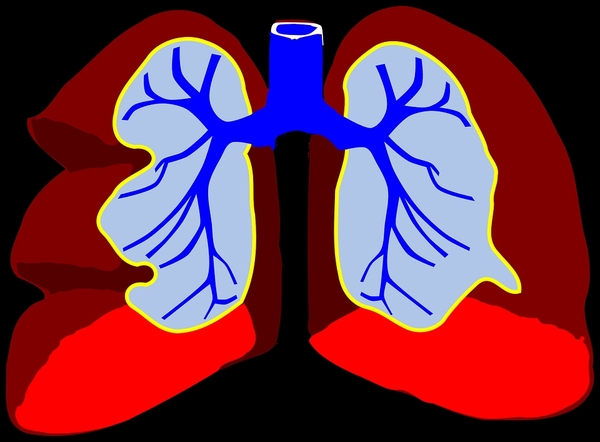 lungs-296392_960_720.webp.jpg