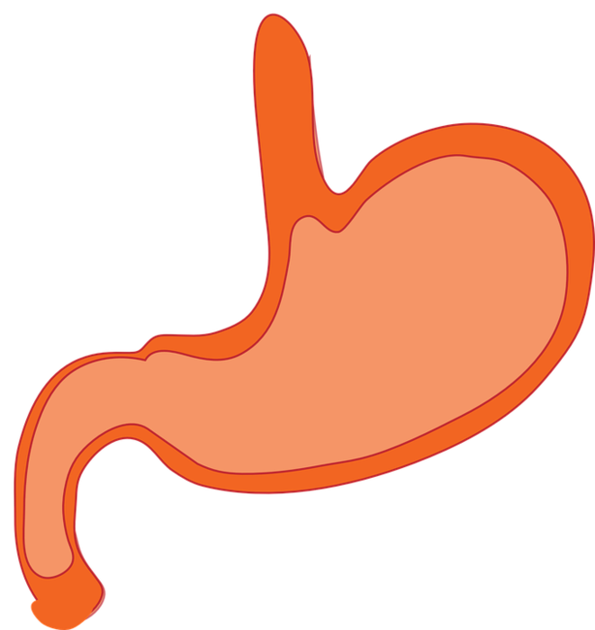 stomach-310730_960_720.png